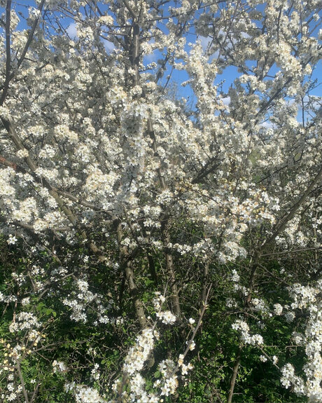 Ace Houndd actrice de sexe photo