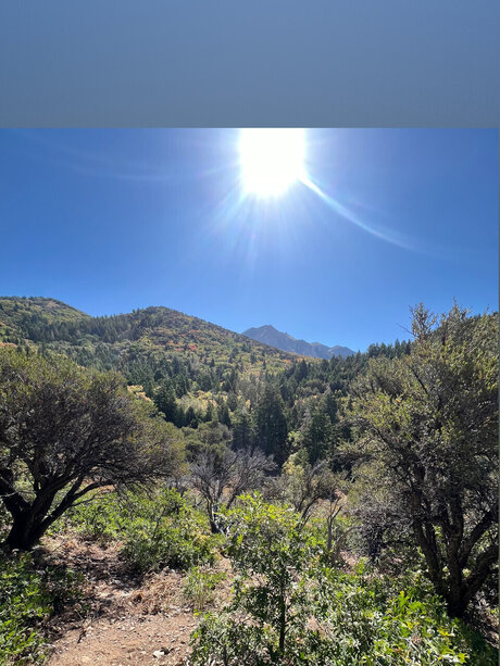 WhiteWolf actrice libre collection