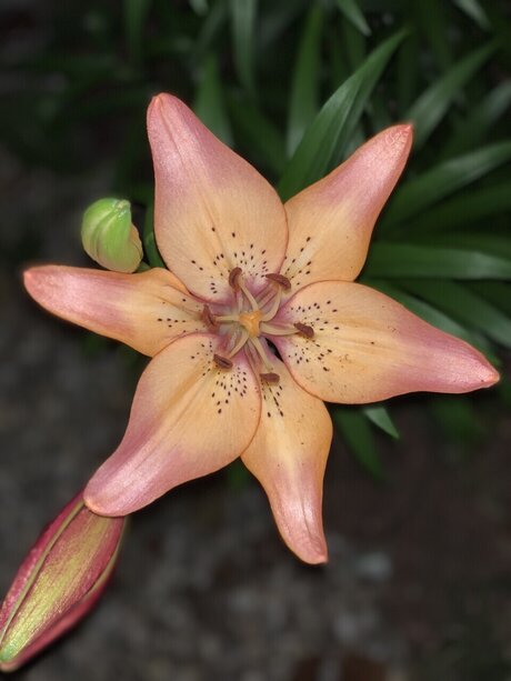 Aspen Rose actrice images