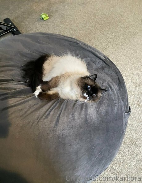 Karlibra haut étoile photos