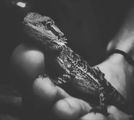 artnvenom star du porno chaud image