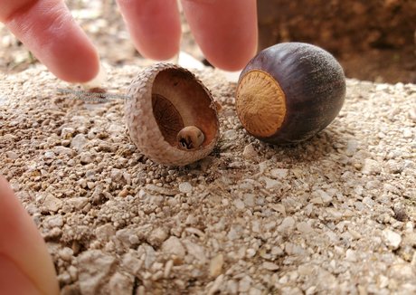 toepazfeetures star du porno sympa img