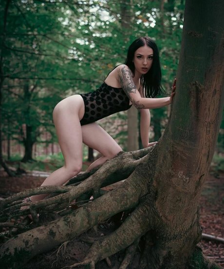 Jensteviexo étoile parfaite photos