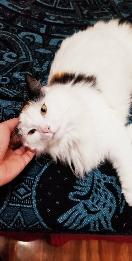 empressming jolie étoile img