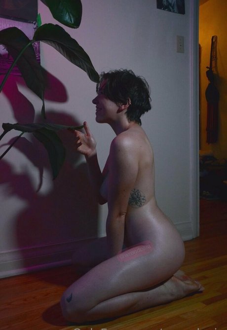 Wrendosia nus étoiles galeries