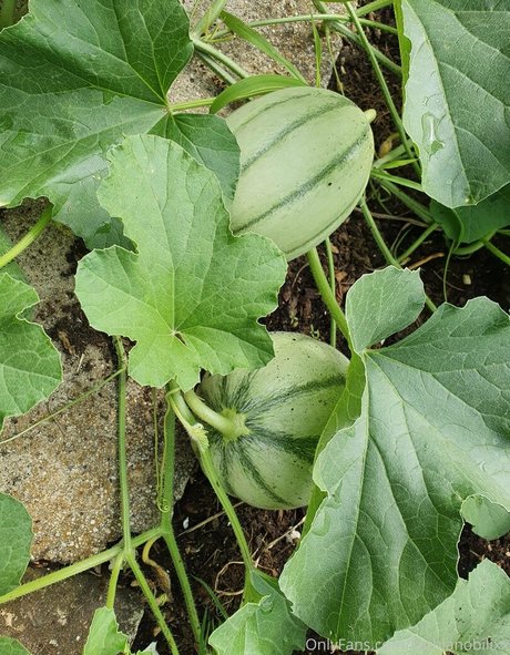 kathianobilixx étoile nue collection