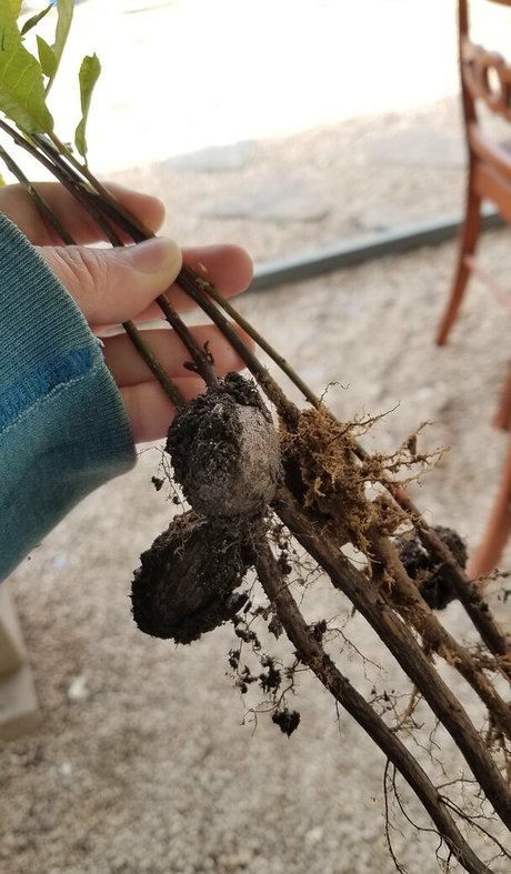 jeunes nus onlyfans assez gratuit images