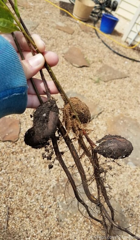 driftinggem star pornographique photos