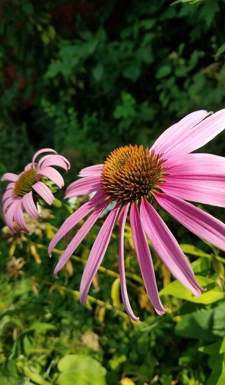 driftinggem haut de star du porno galeries