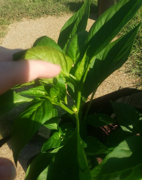 veronikaplants jolie star du porno photo