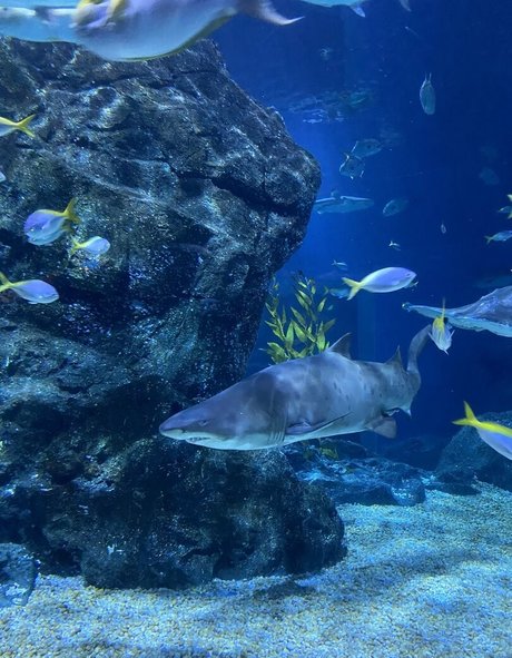 onyour bunny nus étoiles img