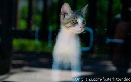 fosterkittendad Profilfoto