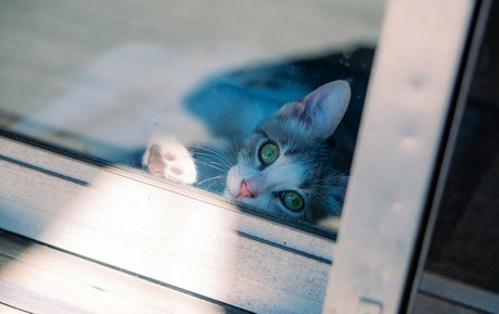 fosterkittendad étoile xxx galeries