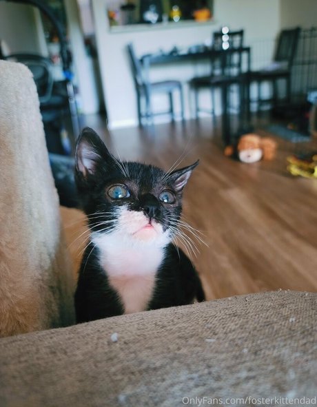 fosterkittendad art étoile archive