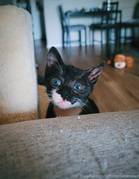 fosterkittendad star du porno hd photos