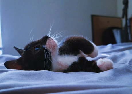 fosterkittendad modèle sexy photos