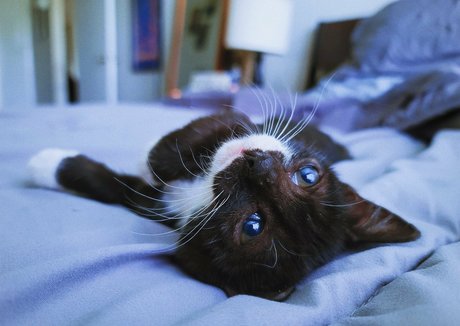 fosterkittendad belle étoile galerie