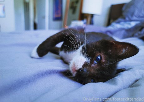 fosterkittendad modèle joli img