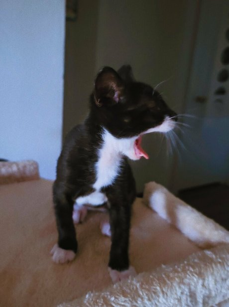 fosterkittendad étoile image