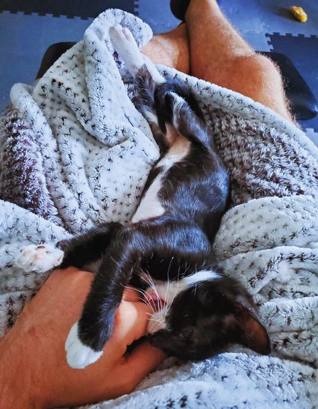 fosterkittendad modèle sexy archive