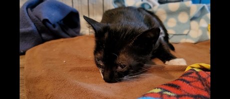 fosterkittendad modèle nu des photos