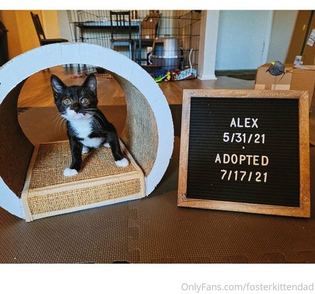 fosterkittendad top star images