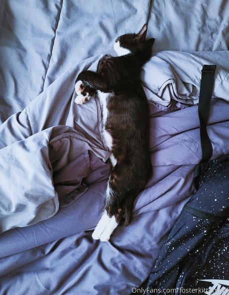 fosterkittendad Fotoaufnahmen