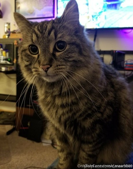 daraamber star du porno gratuit galerie