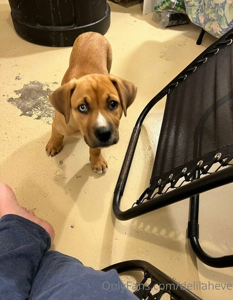 delilaheve star du porno érotique img