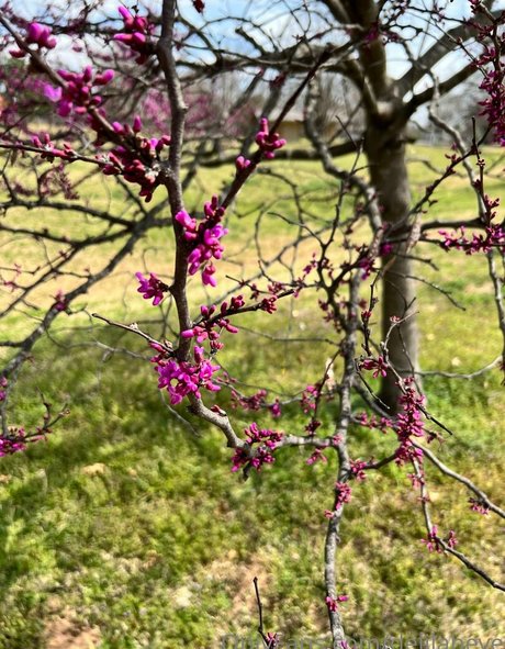 delilaheve modèle magnifique img