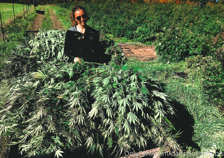 danceincannabis nus star du porno images