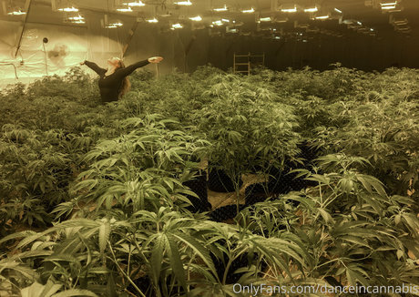 danceincannabis modèle de haute qualité des photos