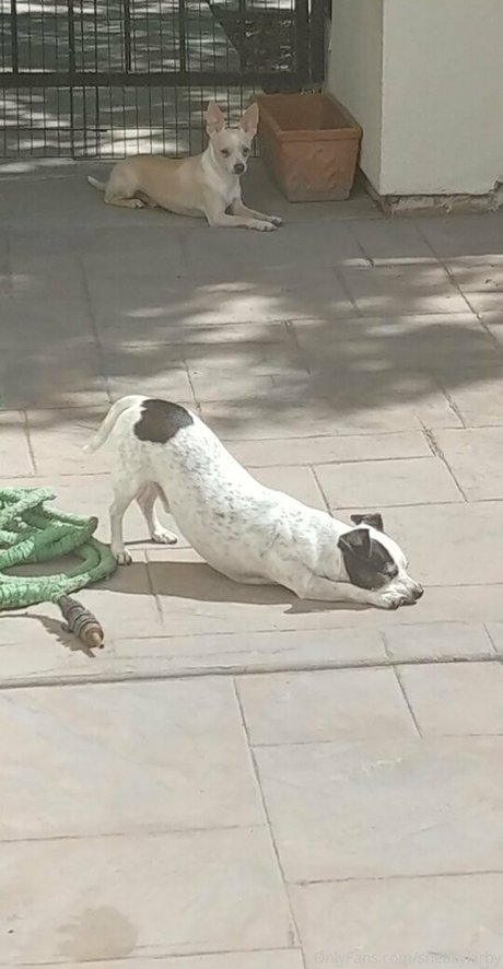 sneakykirby star du porno des photos