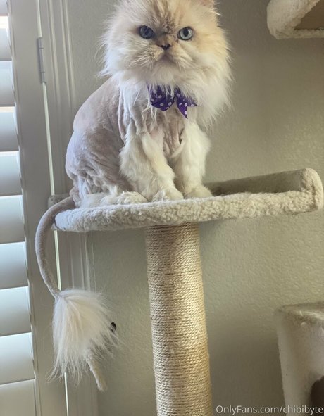 fans de tgirl uniquement beau sexe galeries