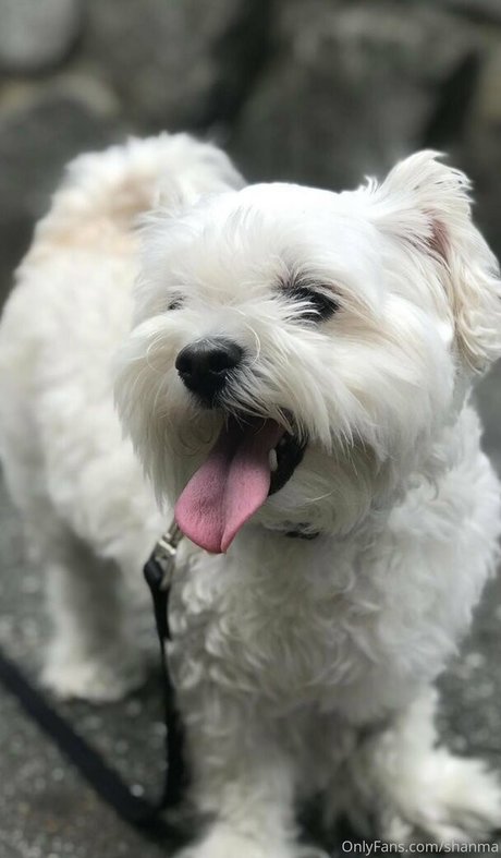 shanma étoile de haute qualité collection