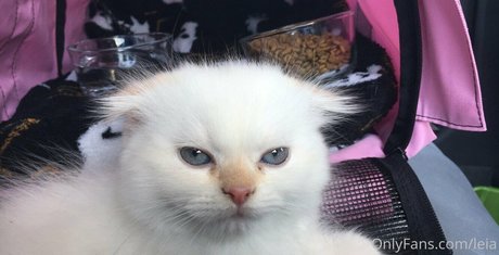 NSFWLeia belle star du porno galeries