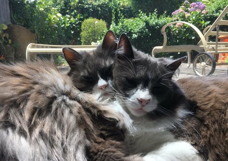 NSFWLeia modèle gratuit img