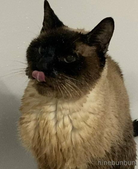 freebunbun modèle hd photos