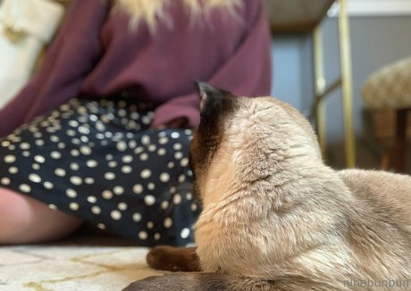 freebunbun star du porno image