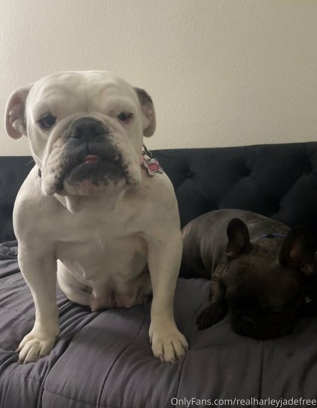 realharleyjadefree star du porno érotique des photos