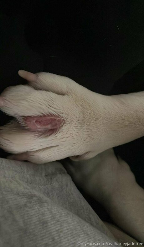 realharleyjadefree xxx étoile collection