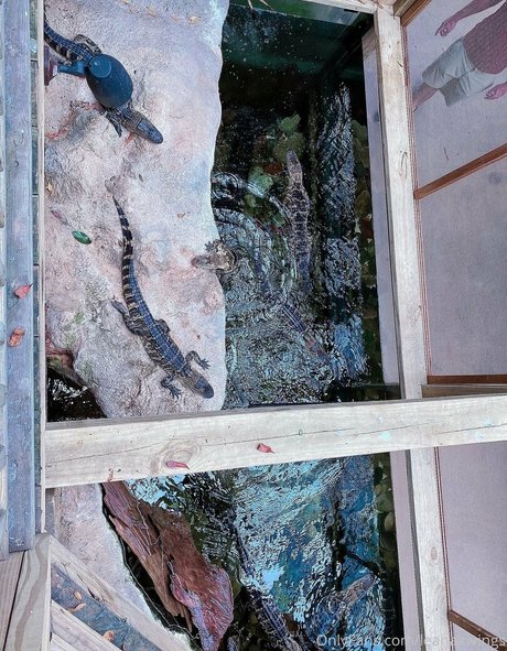 fans de poitrine plate uniquement xxx parfait des photos