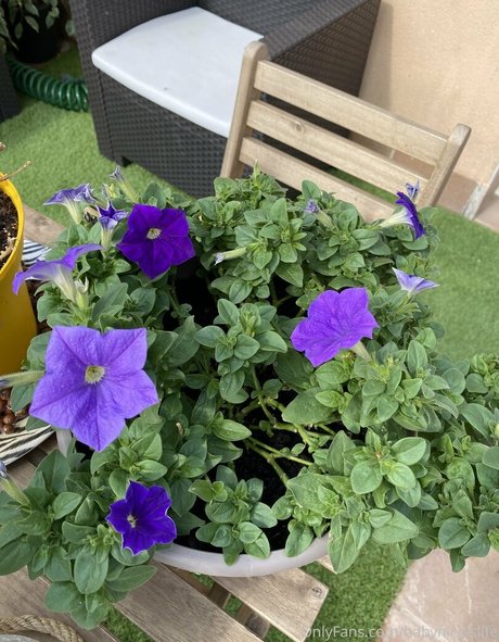 babynicolslife étoile sexy img