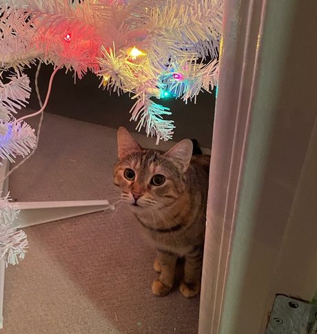 drearoseee étoile sympa archive