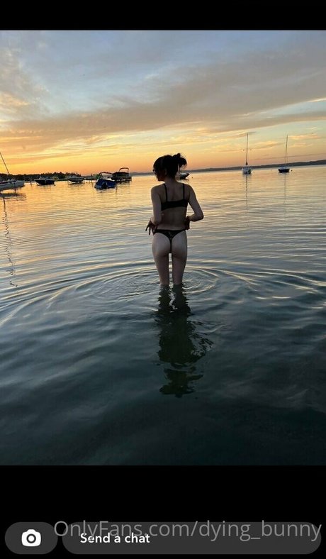 Dying bunny étoile adulte image