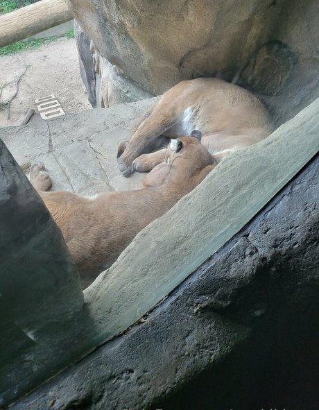 geekikitten jolie star du porno image