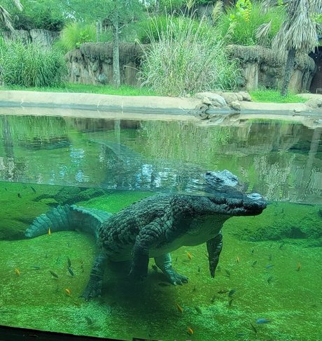 geekikitten art étoile image