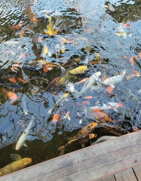 geekikitten modèle érotique image