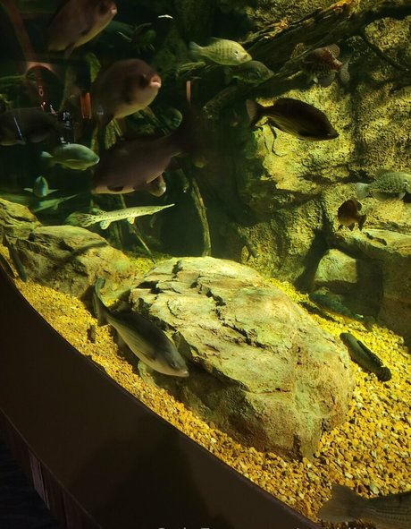 geekikitten star du porno archive