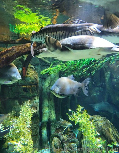 geekikitten actrice adulte image